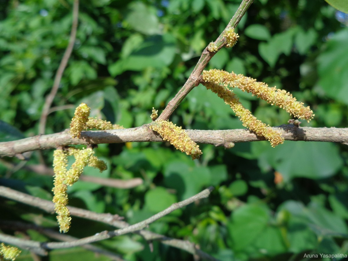 Aporosa cardiosperma (Gaertn.) Merr.